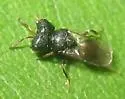 Cratomus megacephalus - photo 5