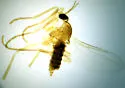 Cratotocha ampliata