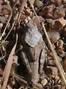 Nevada Red-winged Grasshopper - photo 2