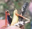 Nevada Red-winged Grasshopper - photo 3