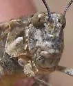 Nevada Red-winged Grasshopper - photo 4
