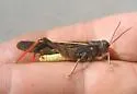 Pronotal Range Grasshopper
