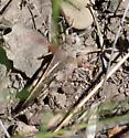 Pronotal Range Grasshopper - photo 2