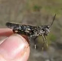 Pronotal Range Grasshopper - photo 3