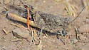 Pronotal Range Grasshopper - photo 4