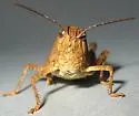 Pronotal Range Grasshopper - photo 5