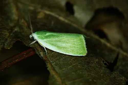 Cream-bordered Green Pea