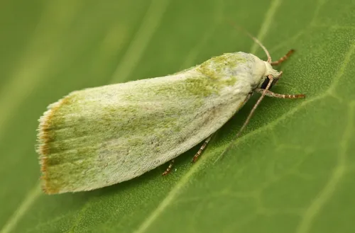Cream-bordered Green Pea - photo 4