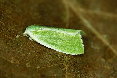 Cream-bordered Green Pea - photo 5