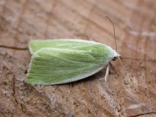 Cream-bordered Green Pea - photo 6