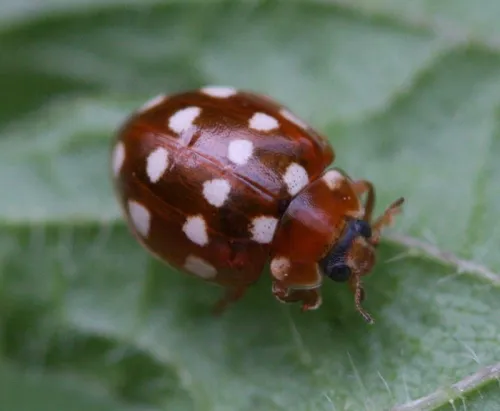 Cream Spot Ladybird