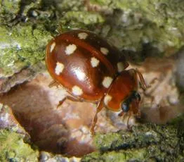 Cream Spot Ladybird - photo 2