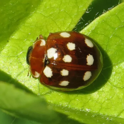 Cream Spot Ladybird - photo 3