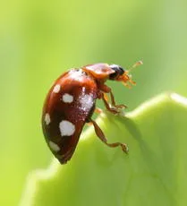 Cream Spot Ladybird - photo 4