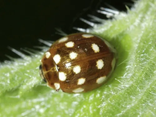 Cream Spot Ladybird - photo 5