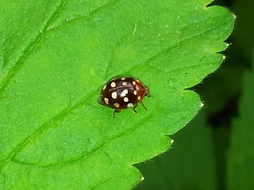 Cream Spot Ladybird - photo 6