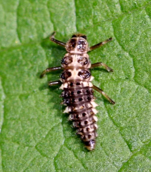 Cream Spot Ladybird - photo 7