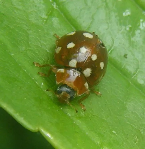 Cream Spot Ladybird - photo 8