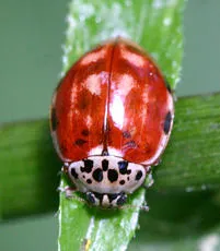 Cream-streaked Ladybird