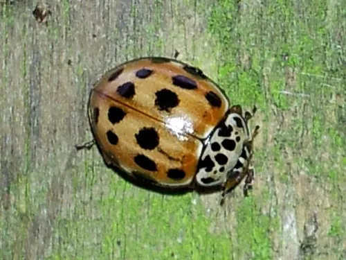Cream-streaked Ladybird - photo 2