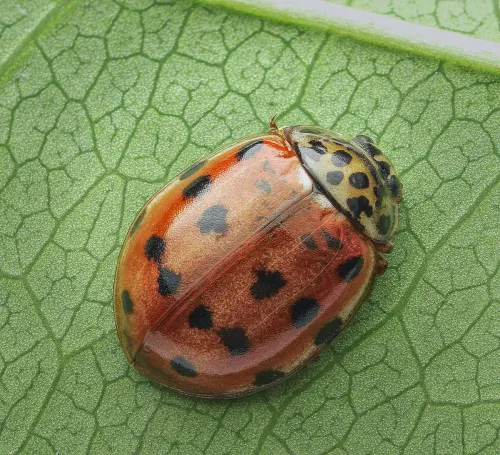 Cream-streaked Ladybird - photo 3