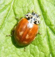 Cream-streaked Ladybird - photo 4