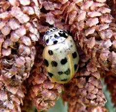 Cream-streaked Ladybird - photo 5