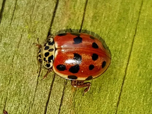 Cream-streaked Ladybird - photo 6