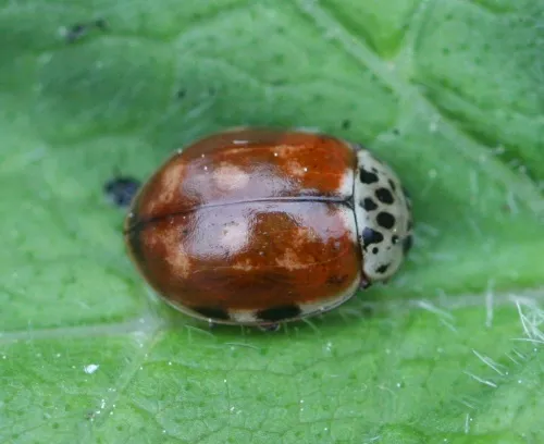 Cream-streaked Ladybird - photo 7
