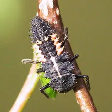 Cream-streaked Ladybird - photo 8