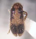 Cregya mixta