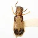 Cregya mixta - photo 3