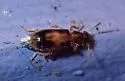 Cregya mixta - photo 5