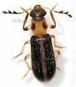 Cregya oculata