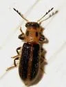 Cregya oculata - photo 2