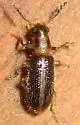 Cregya oculata - photo 3