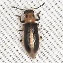 Cregya oculata - photo 4