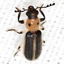 Cregya oculata - photo 5
