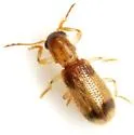 Cregya quadrinotata - Cregya quadrinotata