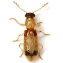 Cregya quadrinotata - photo 2