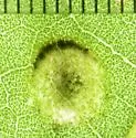 Cremastobombycia ambrosiaeella - Hodges#0720 - photo 4