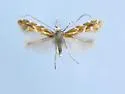 Cremastobombycia grindeliella - Hodges#0721