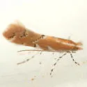 Goldenrod Leaf Miner - Hodges#0723