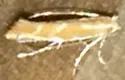 Goldenrod Leaf Miner - Hodges#0723 - photo 2
