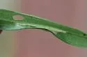 Goldenrod Leaf Miner - Hodges#0723 - photo 3