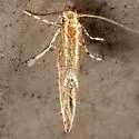 Goldenrod Leaf Miner - Hodges#0723 - photo 4