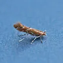 Goldenrod Leaf Miner - Hodges#0723 - photo 5