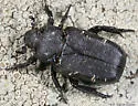 Cremastocheilus angularis - photo 2