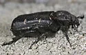 Cremastocheilus angularis - photo 3