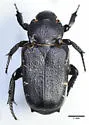 Cremastocheilus angularis - photo 4